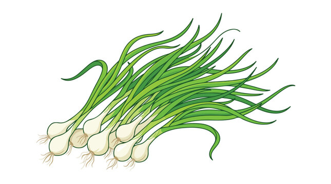 Fresh green spring onions with white bulbs and long green leaves on a white background for healthy cooking and fresh