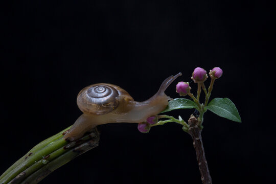Snail walking on the branch with black background
