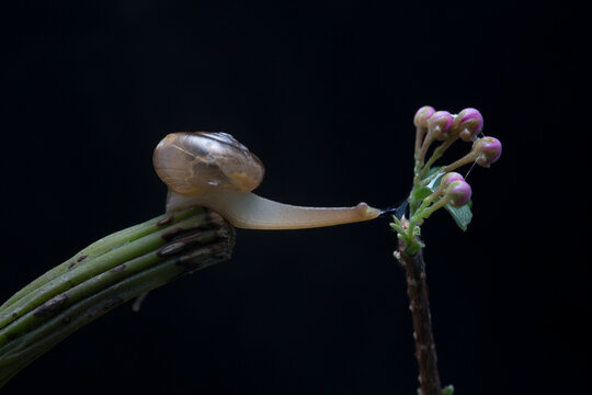 Snail walking on the branch with black background