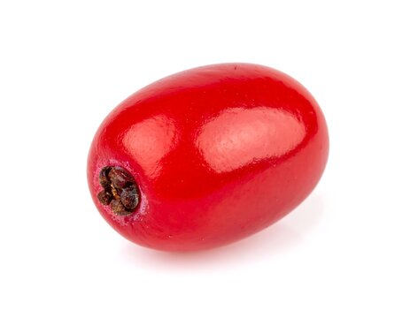 Close-up of a single, glossy red barberry fruit with a dark seed white background