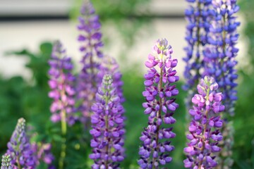 Fototapeta premium Flowering lupine flowers grass summer day photo close