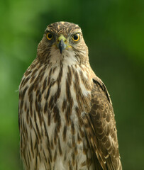 Obraz premium frontal closeup of a copper's hawk with a green backdrop in summer in broomfield, colorado