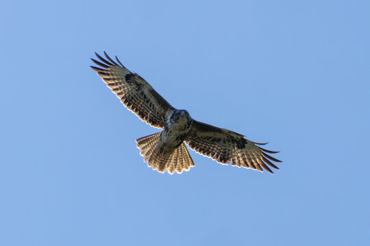 Common Buzzard Overhead