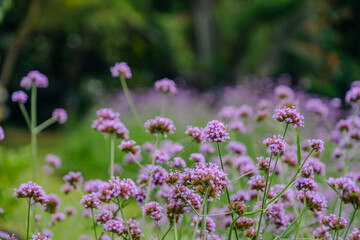 Obraz premium vivid violet colored verbena flowers field in the wind blowing