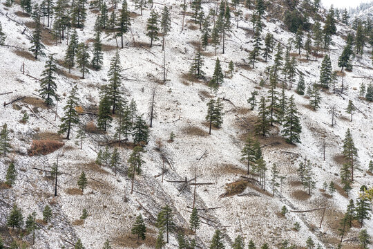 Canada, BC, Spences Bridge.  A light dusting of snow in the semi arid forest of the Cariboo Region of British Columbia.
