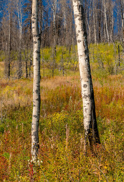 Canada, BC, Clinton.  Fireweed (chamaenerion angustifolium) covers the forest floor in the aftermath of devastating wildfire four years prior. 