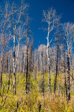 Canada, BC, Clinton.  Fireweed (chamaenerion angustifolium) covers the forest floor in the aftermath of devastating wildfire four years prior. 