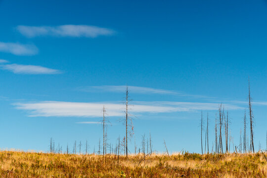 Canada, BC, Clinton.  The charred remains of pine forest a year after wildfire devastated the region four years prior.