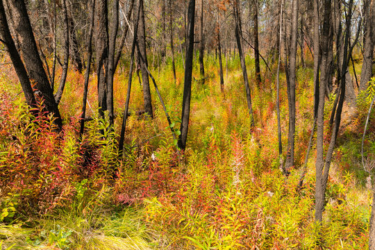 Canada, BC, Clinton.  Fireweed (chamaenerion angustifolium) covers the forest floor in the aftermath of devastating wildfire four years prior. 