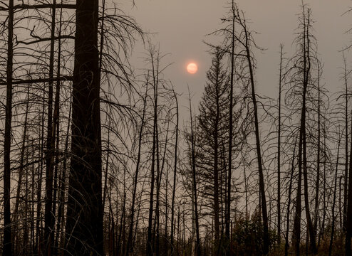 Canada, BC, Clinton.  The charred remains of pine forest four years after wildfire devastated the region.