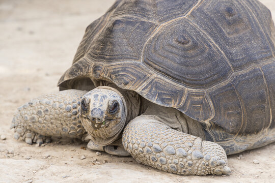 Giant tortoise walking slowly across sandy terrain