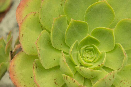 Macro close-up of a green succulent plant with symmetrical rosette-shaped leaves and soft natural textures