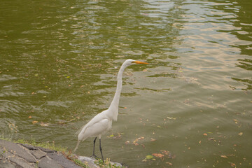Fototapeta premium Elegant white egret standing beside calm green water in a natural outdoor environment