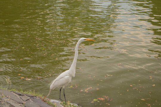 Elegant white egret standing beside calm green water in a natural outdoor environment