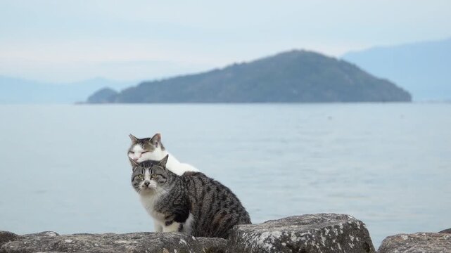 親子猫」の写真素材 | 2,659件の無料イラスト画像 | Adobe Stock
