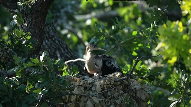 Two new born little cute anhinga babies under parent protection in the nest