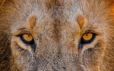 Lion Eyes © George Erwin Turner