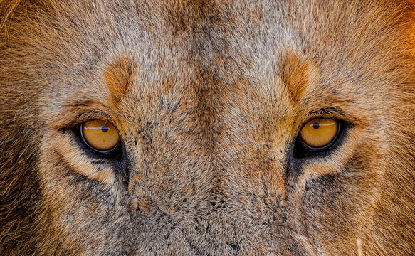 Lion Eyes