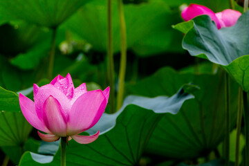 Obraz premium Pink lotus flower, Beautiful exotic flower Asia