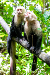 Fototapeta premium Group of Capuchin monkeys begging for food from tourists in Manuel Antonio National Park