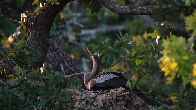 The little anhinga baby asking to feed 