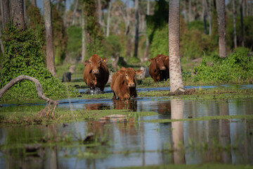 Vacas en palmar inundado. © Sergio