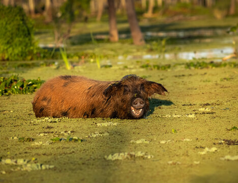 Chancho en humedal, pastando