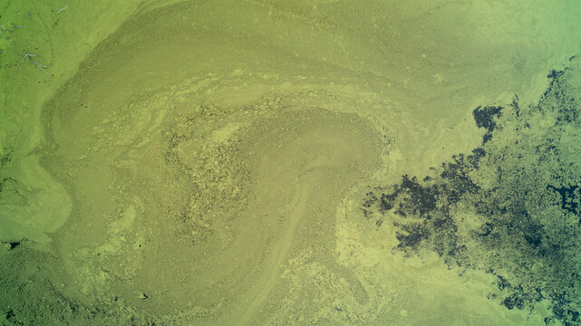 A direct top-down drone photograph looking down at a massive green algae bloom coating the surface of a stagnant pond, creating natural swirling abstract patterns and textures in the water.