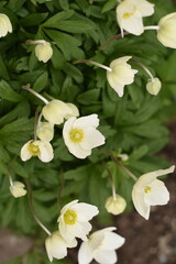 Obraz premium Vertical top view of a forest anemone on a natural green background, delicate white spring wildflower growing in nature.
