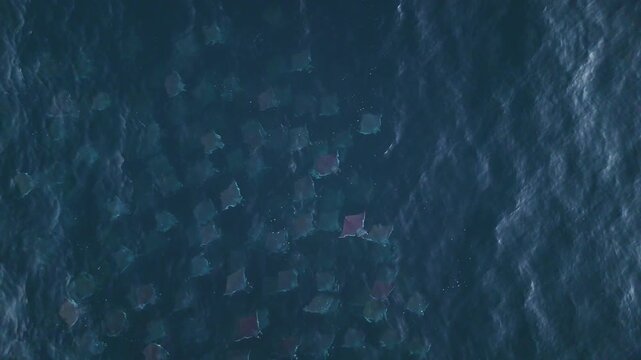 Aerial top down view of a massive school of mobula rays swimming and jumping out of the blue ocean water in Mexico, Horizontal Bird's eye view drone shot