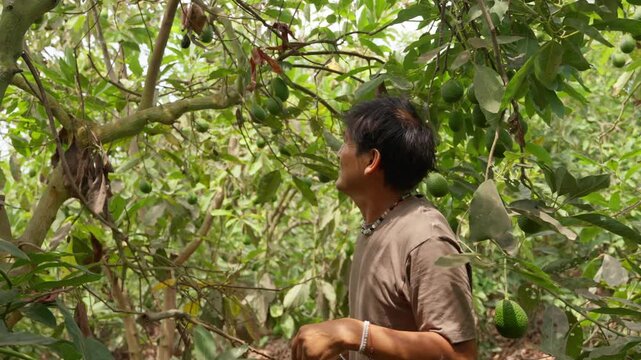 Indigenous farmer checking avocado tree plantation