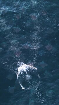 Vertical aerial top down view of a large school of mobula rays swimming together in the deep blue Pacific Ocean of Mexico, one of them jumping out of the water, Birds's eye view drone shot
