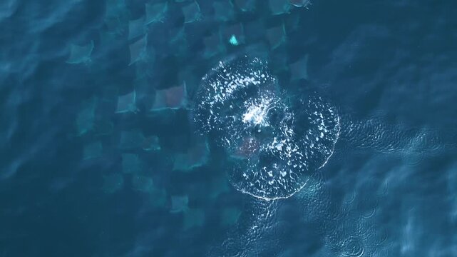 Aerial top down view of a massive fever of mobula rays swimming and breaching in the blue Pacific ocean in Mexico, Horizontal Bird's eye view drone footage