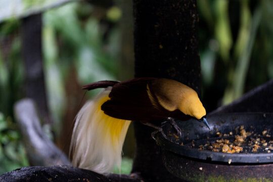 Bird of Paradise Eating with Cascading White Tail Feathers