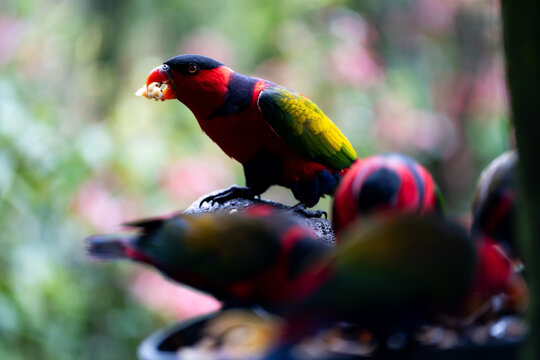 Black-Capped Lory Eating Fruit with Flock Behind
