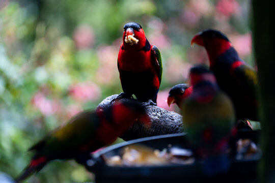 Flock of Black-Capped Lories at Feeding Station