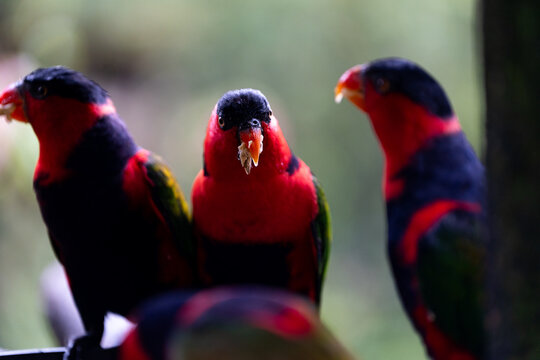 Three Black-Capped Lories Group Portrait Facing Camera