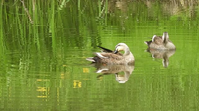 【4K】弘前公園のお堀を泳ぐ仲良きカルガモ：つがいで水面を進む愛らしい野生の鴨。青森の平穏な風景素材　[4K] Pair of Eastern Spot-Billed Ducks Swimming Happily in Hirosaki Park Moat, Aomori Japan 撮影日：20260521-1