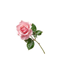 bouquet of pink roses © AENOY