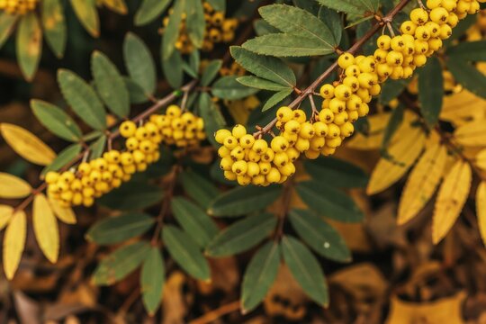 Branches with clusters of bright yellow berries and green leaves. Autumn foliage in soft focus background. Natural plant details in garden setting.