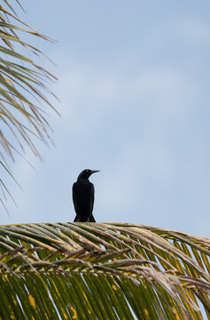 A black bird perched on a branch.