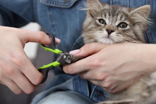 Woman trimming her cat's claws with clipper at home, closeup. Adorable pet