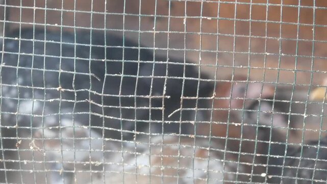A group of dark colored chicks with spotted patterns are in a wire cage at a farm.