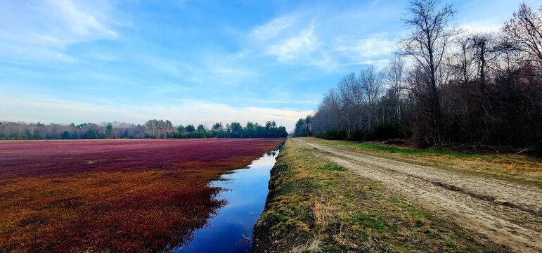 Serene cranberry bog harvest landscape beside a rustic dirt path beneath a vast blue sky