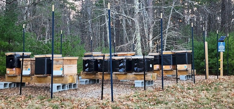 Sustainable Beekeeping Practices With Seasonal-Insulated Beehives Set Within A Serene Woodland Clearing For Environmental Conservation