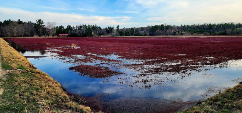 Serene Flooded Cranberry Bog Landscape Reflecting Autumn Sky and Agricultural Abundance