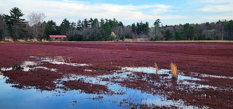 Serene Crimson Cranberry Bog Landscape Featuring a Rustic Cabin Under a Calm Autumnal Sky