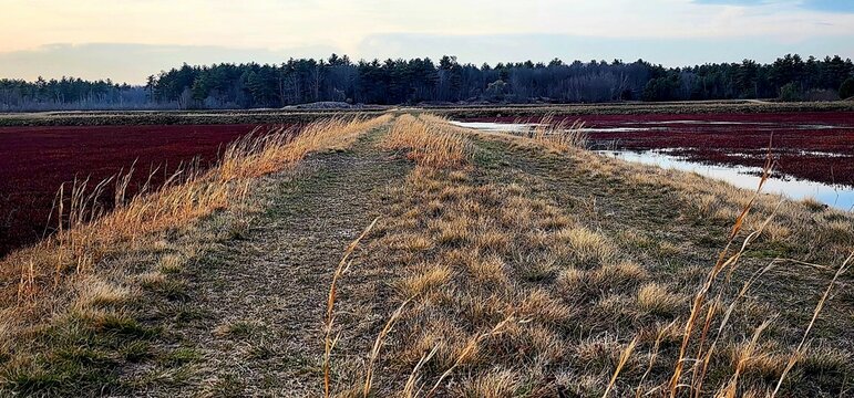 A Peaceful Path Through a Dormant Cranberry Bog, Evoking Serenity and Rural Agricultural Calm