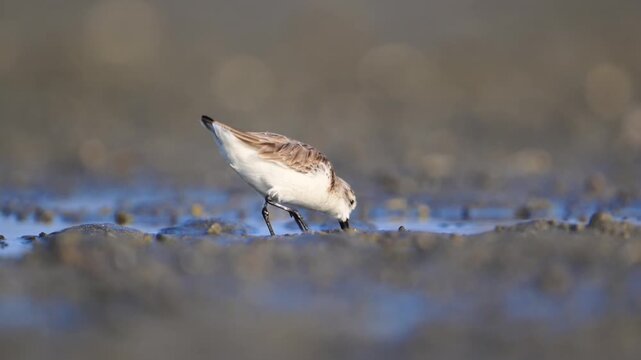 Small sandpiper shorebird foraging for food in shallow wetland water, wild wading bird in natural mudflat habitat with bokeh background.
