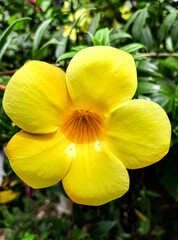 Obraz premium Beautiful Yellow Allamanda Flower Blooming in Tropical Garden with Green Foliage Background